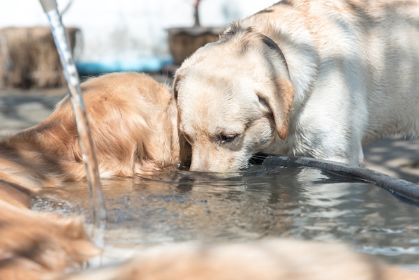 getting puppy to drink water