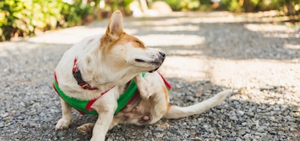 folliculitis in dogs home treatment