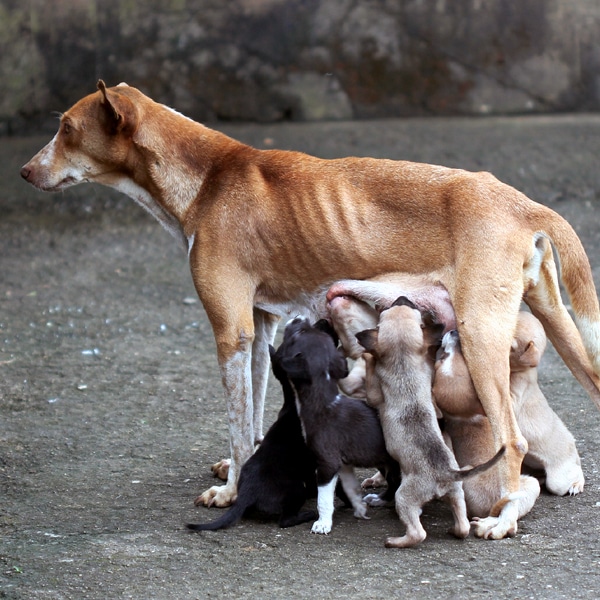 Can Dogs Get STDs? Important Health Facts Dogster