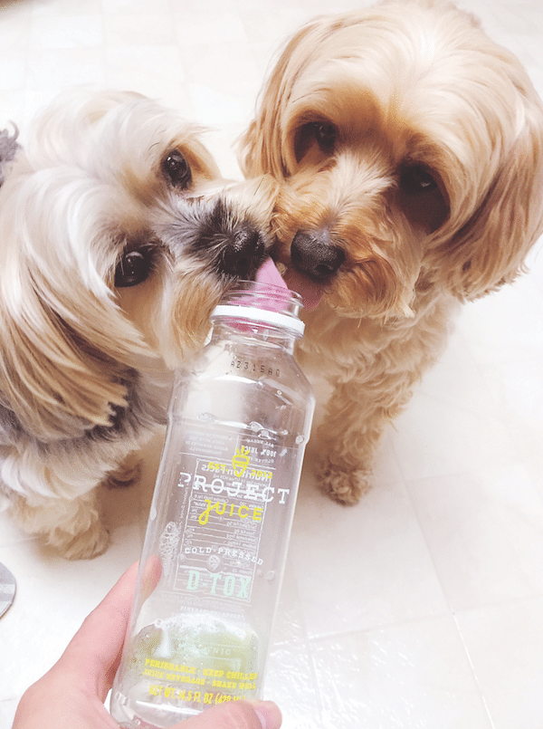 Project Juice has dog- friendly locations. (Photo courtesy Juice.and.izzy in Instagram)