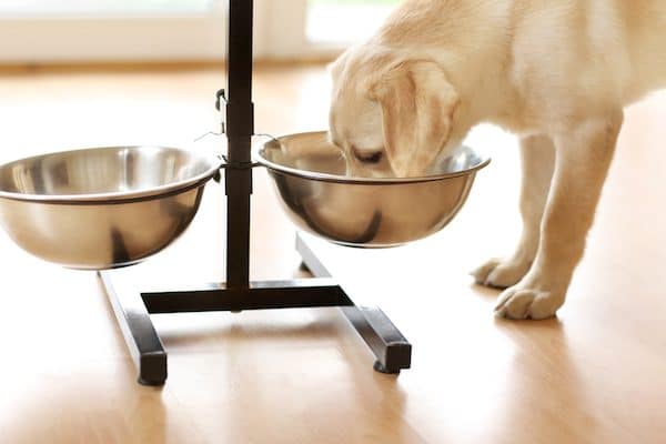 Labrador eating out of a metal food bowl.