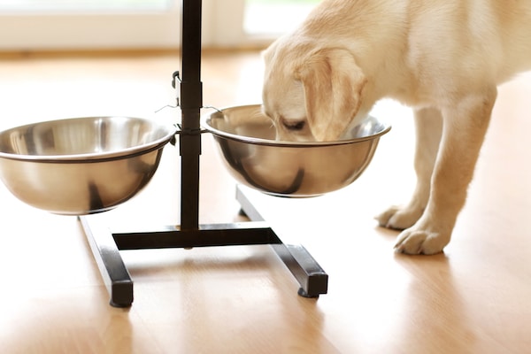 My puppy online eats too fast