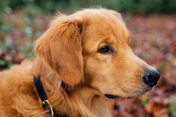 laryngeal paralysis in dogs