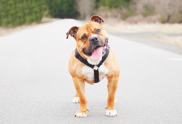 Lynch experienced kennel stress at the local shelter until he was adopted. Today, he is happy and is deeply loved by his new family. (Photo by Meghan Lawson)