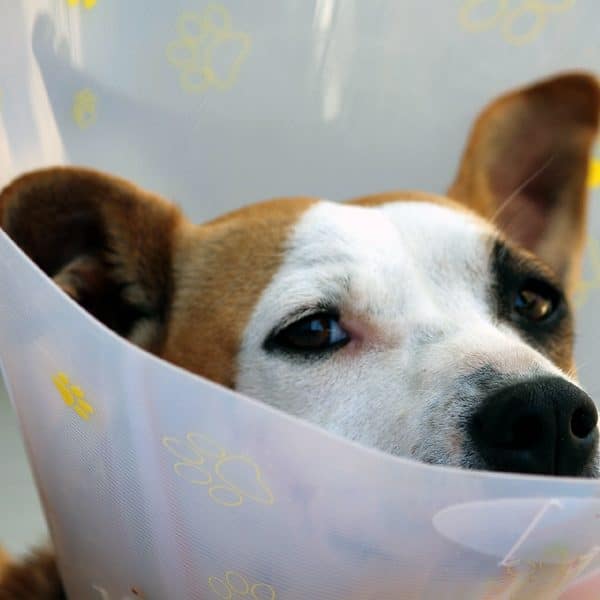 dog cone collar