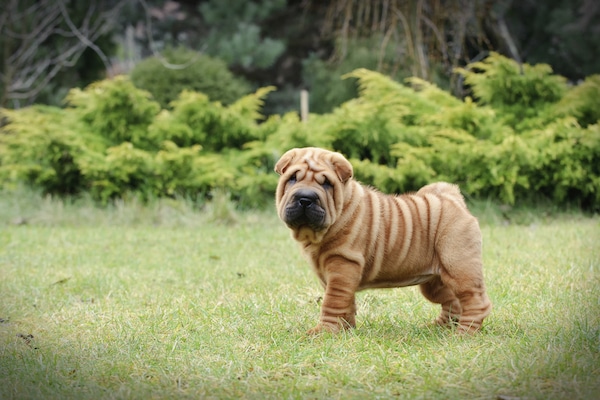 wrinkly dog