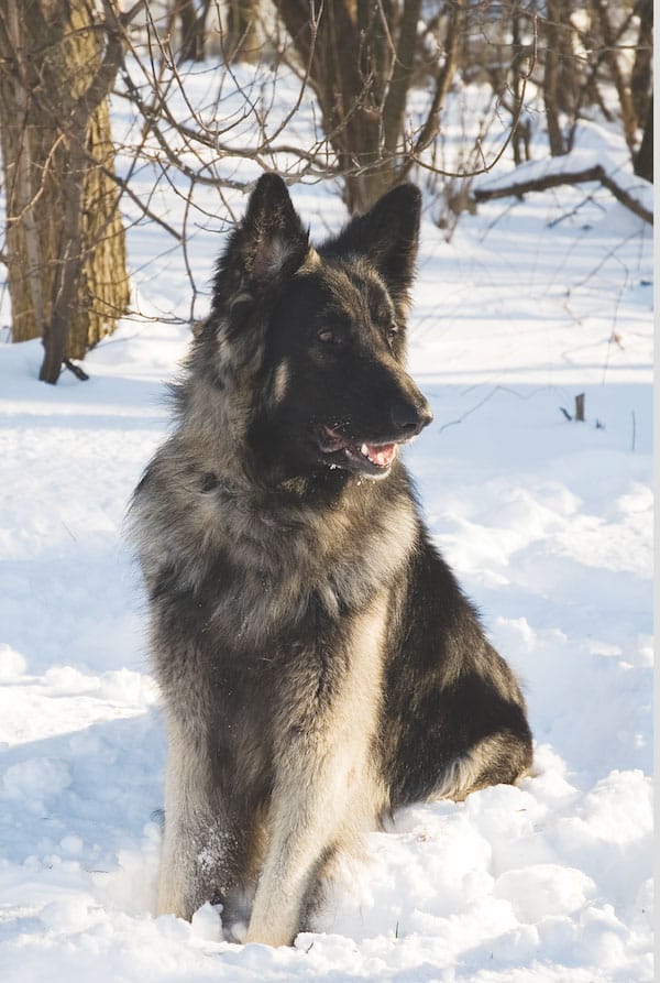 plush coat shiloh shepherd