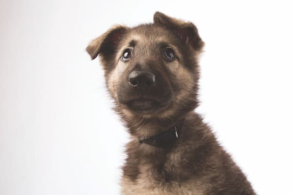 5 Large Breeds That Make Good Apartment Dogs Shiloh Shepherds Are Larger Gentler Versions Of German Shepherd Dogake For Good Apartment Dogs Photography By Istock