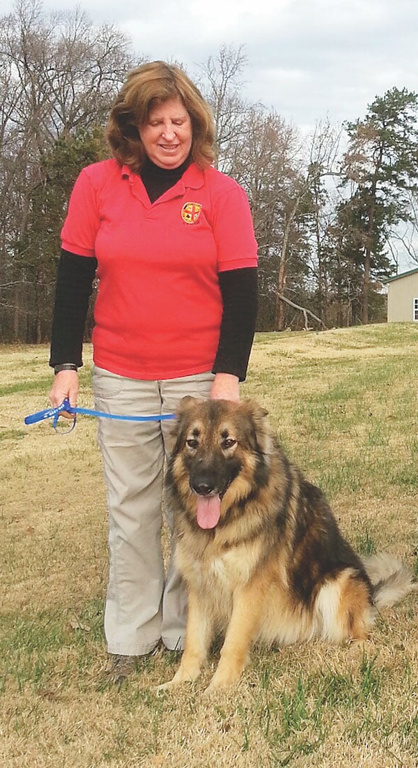 shiloh shepherd service dog