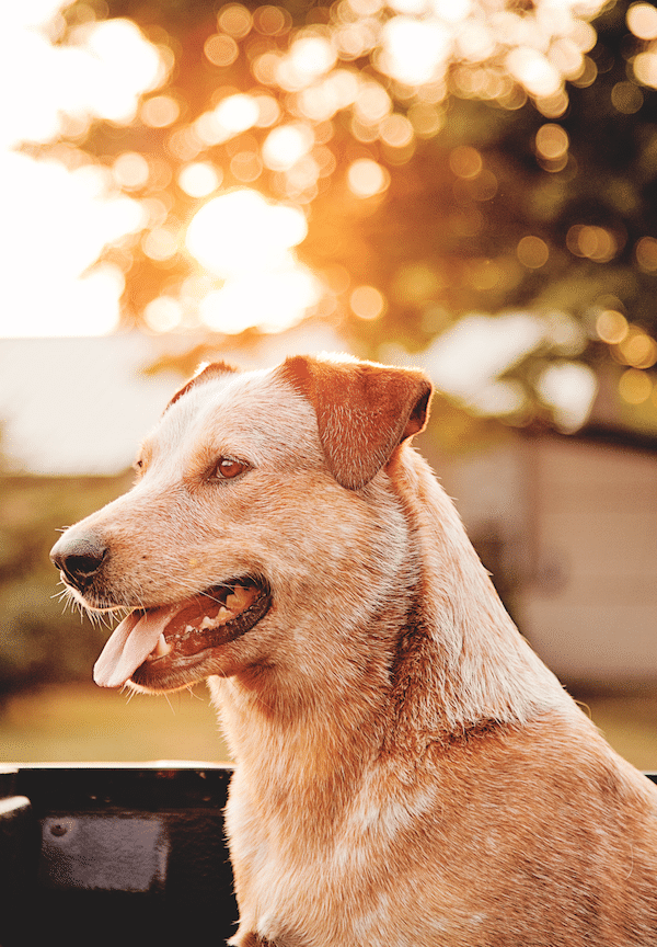 Sophie is one of Meghan’s dogs, a foster failure. Although extremely fearful at first, Sophie quickly bonded with Meghan, and there was no way Meghan could let her go. (Photo by Meghan Lawson)