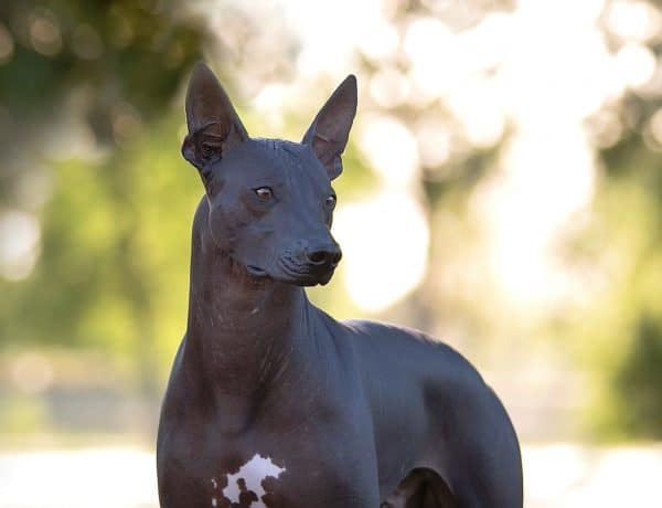 Xoloitzcuintli courtesy Amy Wise