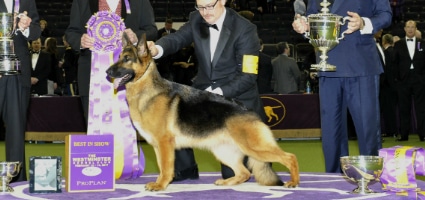 Rumor the German Shepherd Wins Best in Show at Westminster