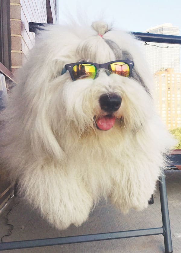 Rocco the Old English Sheepdog