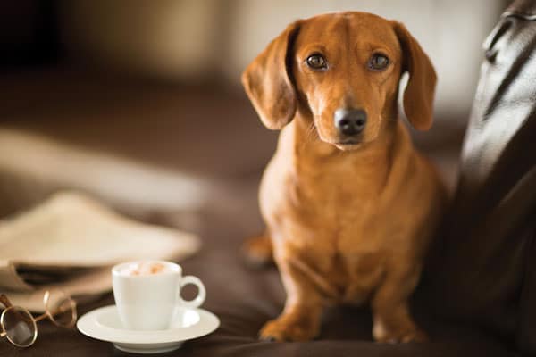 Dachshund coffee date by iStock.