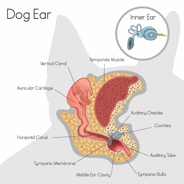 Dog ear anatomy by Shutterstock.