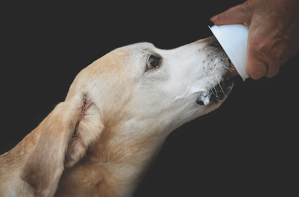 Dog eating frozen yogurt by Shutterstock.