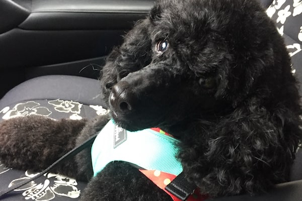 My Miniature Poodle Jäger does not ride in the car without his seat belt. (Photo by Jackie Brown)