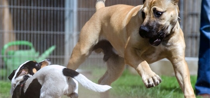 older dog being aggressive to puppy