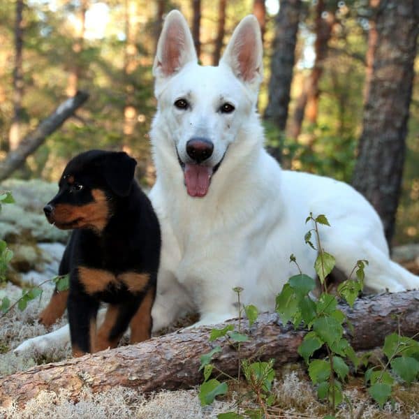 introducing big dog to small dog