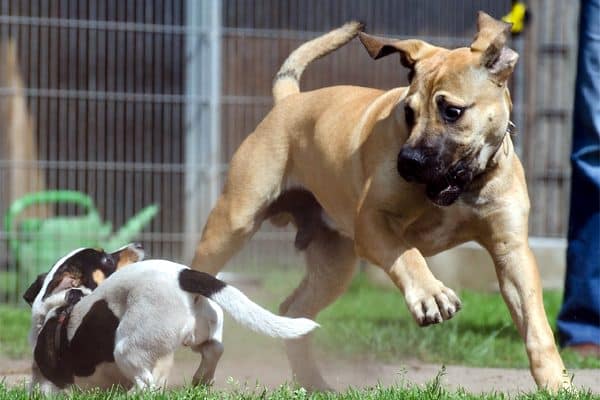 A puppy and a big dog chase each other.