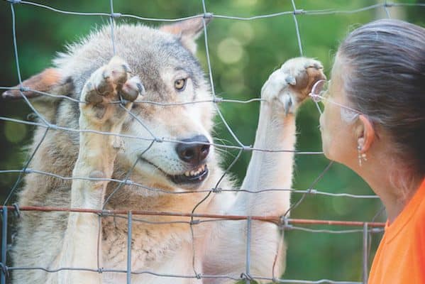 Nancy Brown, founder of Full Moon Farm, with wolfdog Aries. (Photo by Lo Castro)