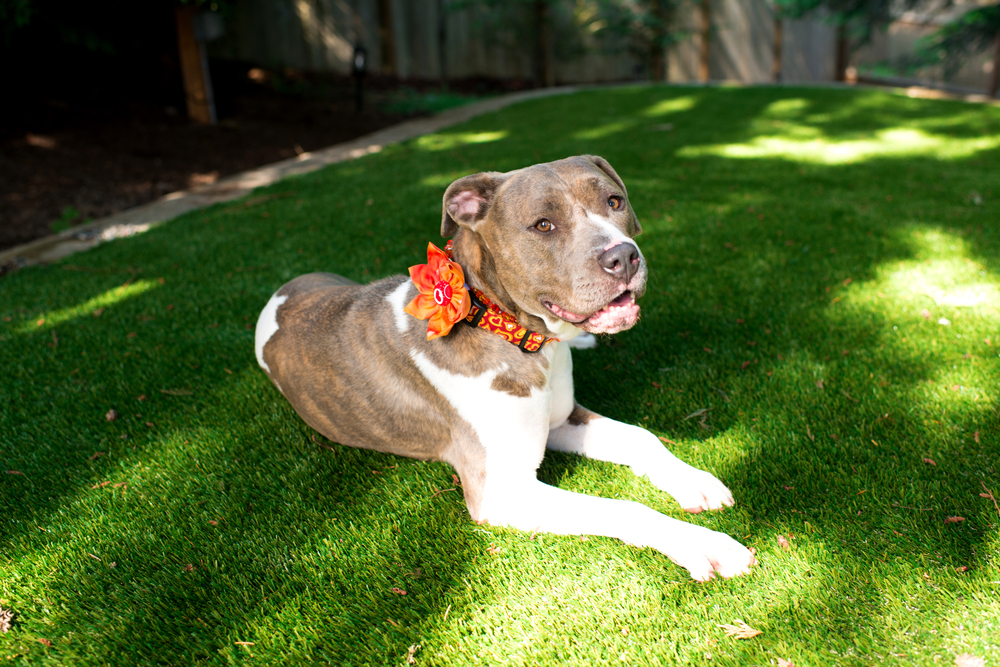 pit bull mix with fun collar