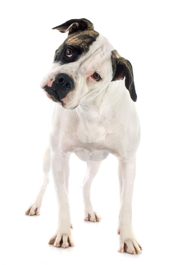 American Bulldog by Shutterstock.