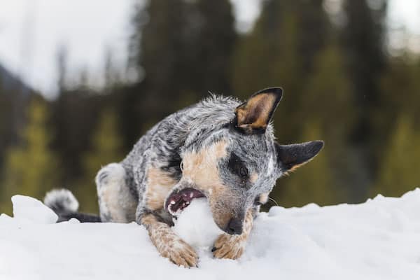 mottled red heeler