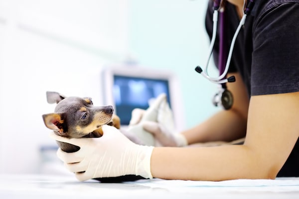 A dog getting an ultrasound by Shutterstock.