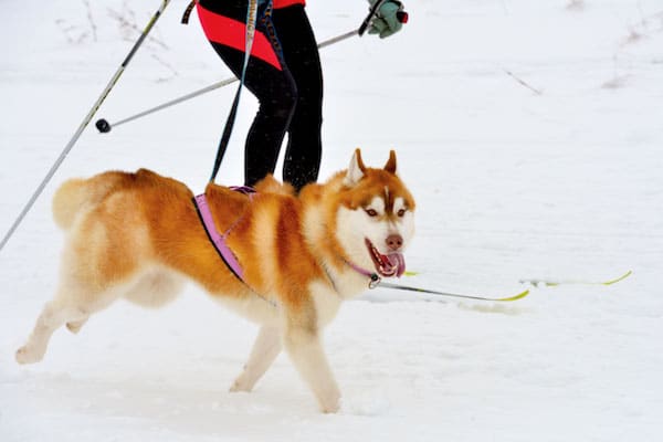 Skijoring by Shutterstock