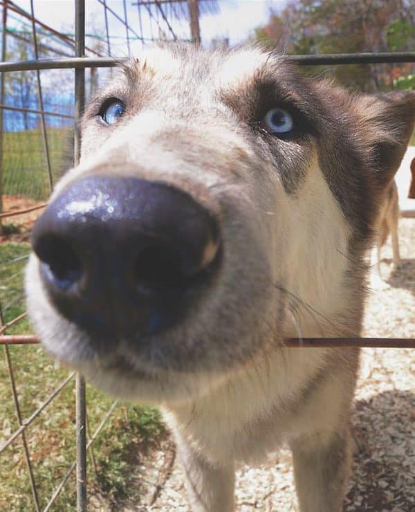 A wolfdog at Full Moon Farm. Photo courtesy Full Moon Farm)