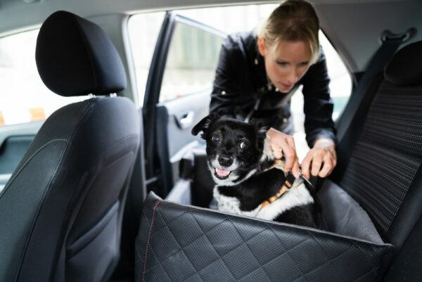 woman fixing dog harness in the car