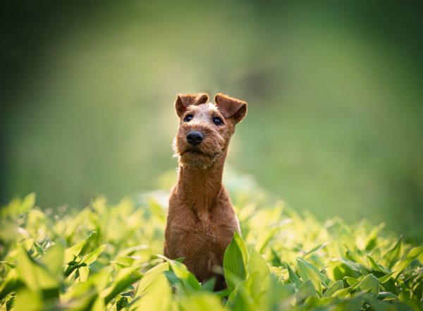 Beautiful irish terrier puppy portrait outdoor