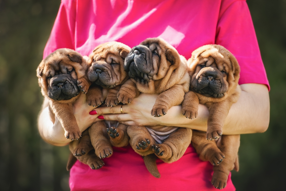 Shar Pei puppies held by owner