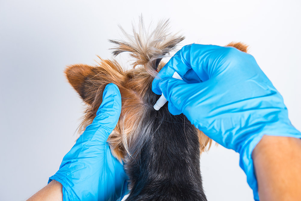 Treatment of a small dog with a remedy for fleas and ticks