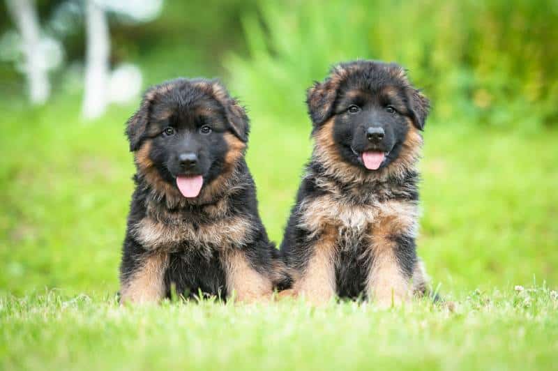 Two little german shepherd puppies sitting on the lawn