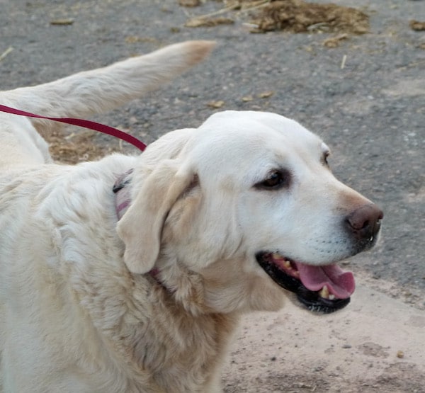Senior Sadie found a loving home with people who prefer older dogs. (Photo courtesy Safe Harbor Lab Rescue)