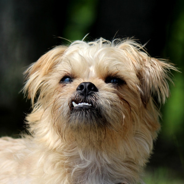 Canine Malocclusion Dogs with Underbites Dogster