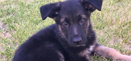 How a German Shepherd Puppy Helped Pull Me Out of Depression