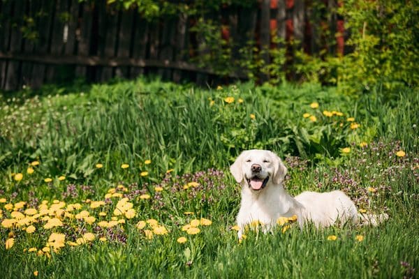 A Labrador Retriever in a field of flowers.