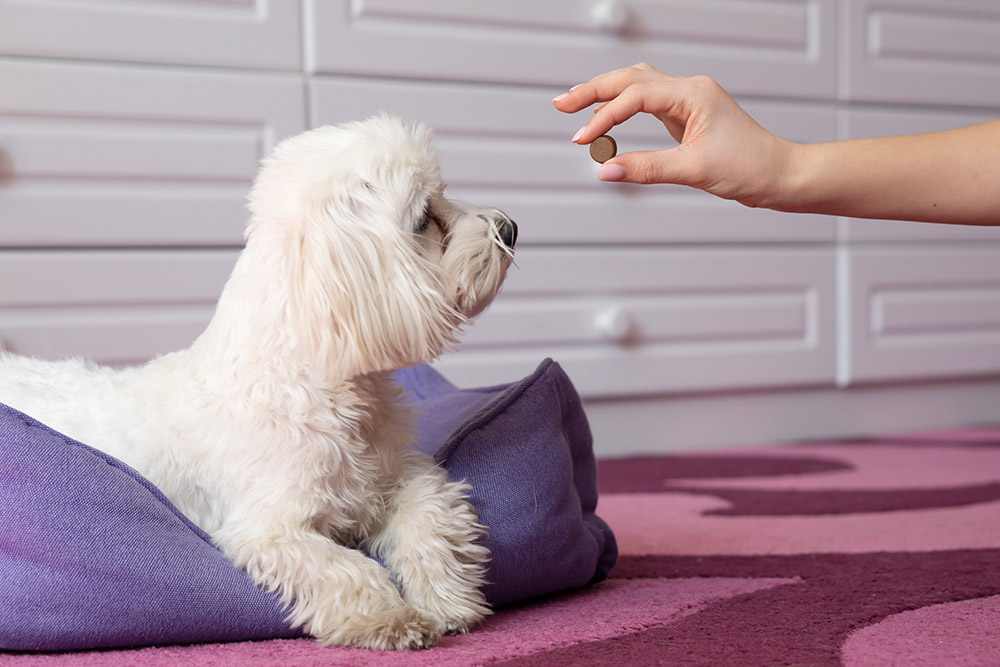 person giving tick and flea medicine to a white maltese dog
