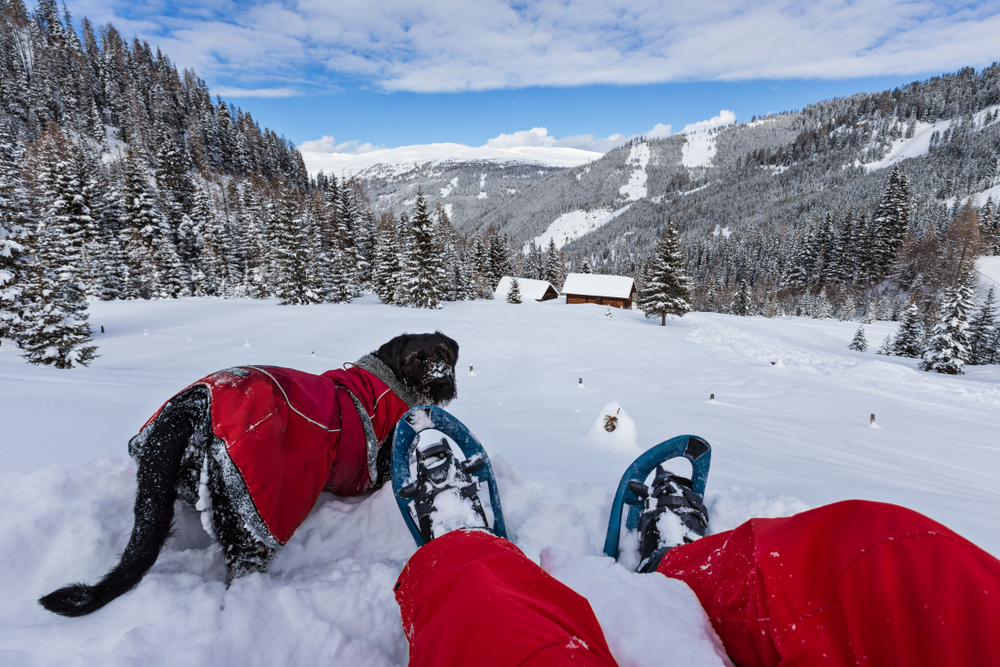 Snowshoe walker with dog in powder snow.