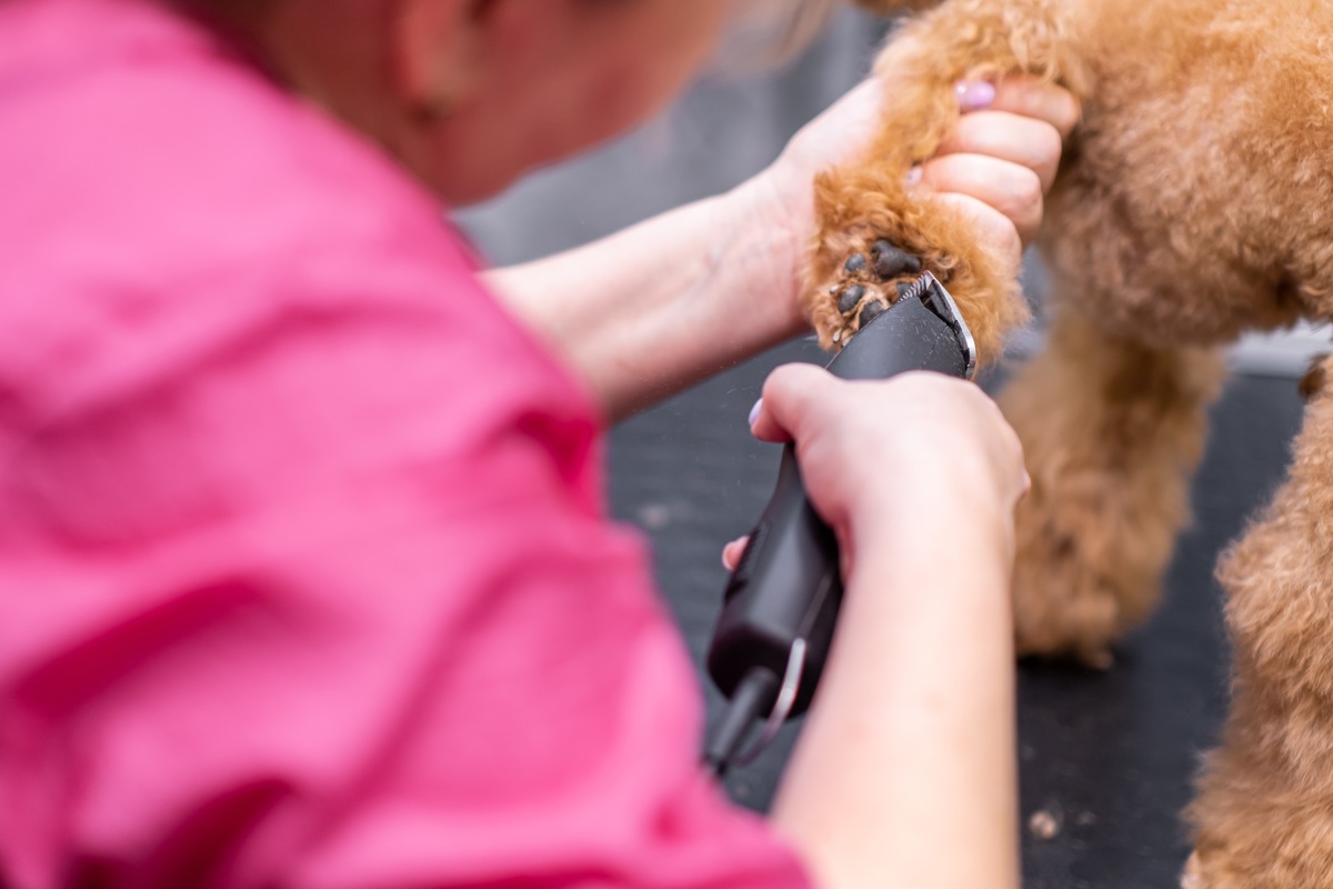 groomer cutting paw hairs of curly poodle