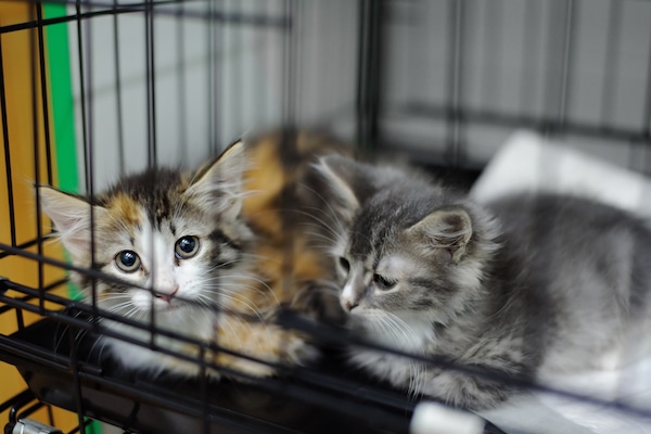 Kittens in an animal shelter by Shutterstock
