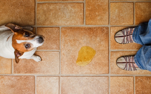 A puddle on the floor is usually not a result of marking. (Photo by Shutterstock)
