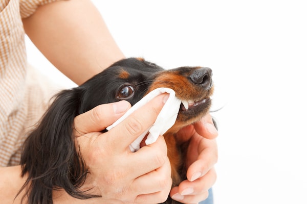 Start with gauze instead of a toothbrush when easing your dog into dental care. (Photo by Shutterstock)