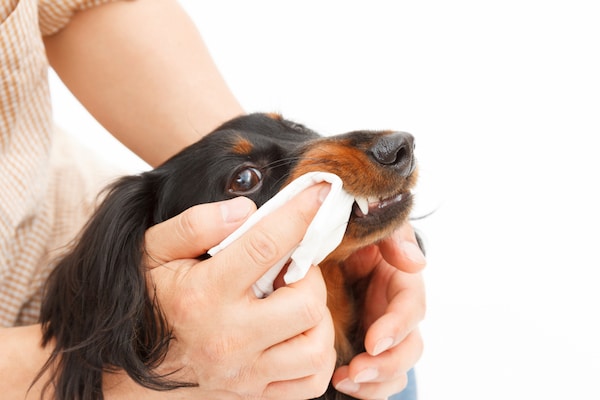Best way to deals clean dogs teeth