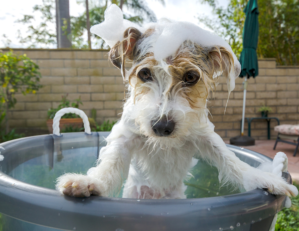 Jack Russell Terrier getting a bath by Shutterstock.