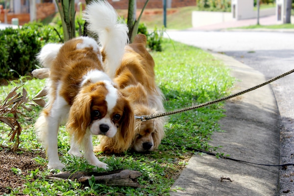 female dog peeing in sleep