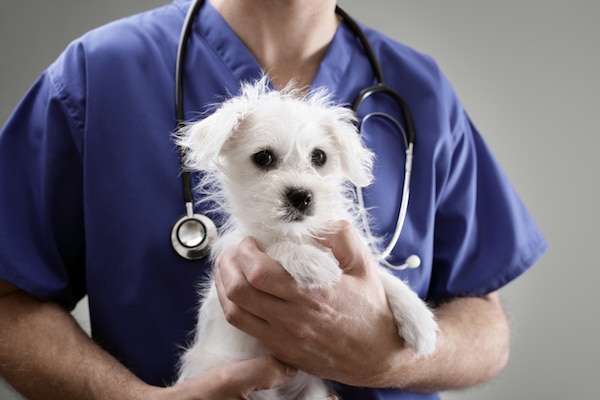 A Maltese at the vet's office.